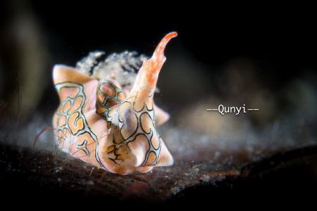 A swan nudi at Anilao, Philippines. Shot by sony 6500. by Qunyi Zhang 