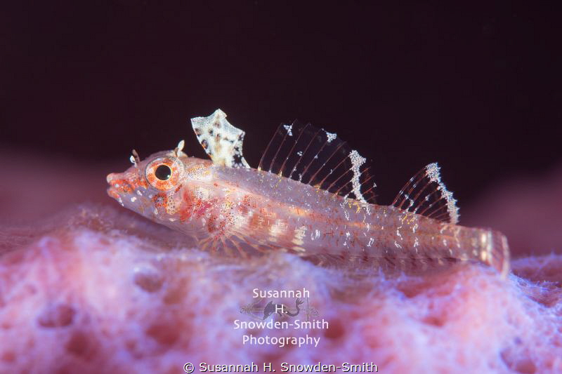 "Triplefin In Contrast" - What A Difference Strobe Use Ma... by Susannah H. Snowden-Smith 