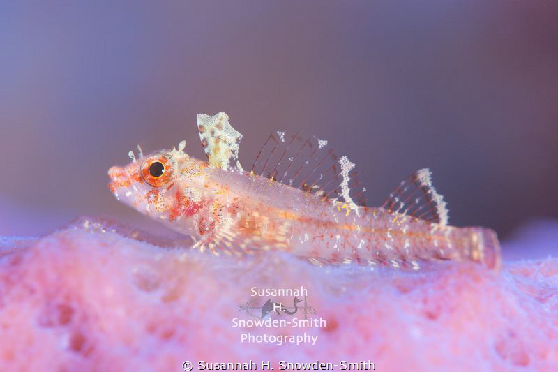 "Triplefin In Soft Pink" - What A Difference Strobe Use M... by Susannah H. Snowden-Smith 