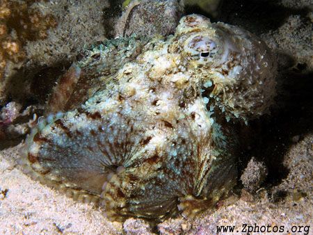 We stumbled across this octopus on a night dive. He wasn'... by Zaid Fadul 