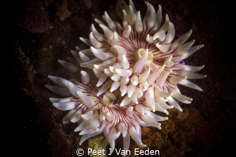 A close bond between 2 violet spotted sea anemones by Peet J Van Eeden 