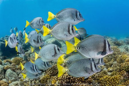 A School of Yellow-tailed Surgeonfish grazing for algae i... by Nick Polanszky 