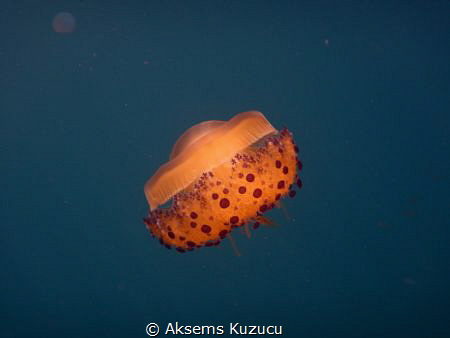 mediterranean jelly fish by Aksems Kuzucu 