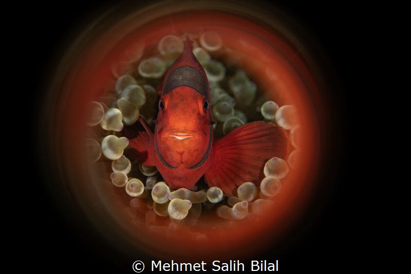 Tomato clownfish. by Mehmet Salih Bilal 
