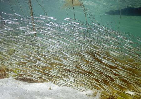 Sand eels.
Streamstown Bay, Connemara.
D200,20mm. Ambie... by Mark Thomas 