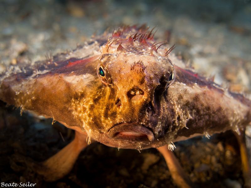 Batfish at Blue Heron Bridge by Beate Seiler 