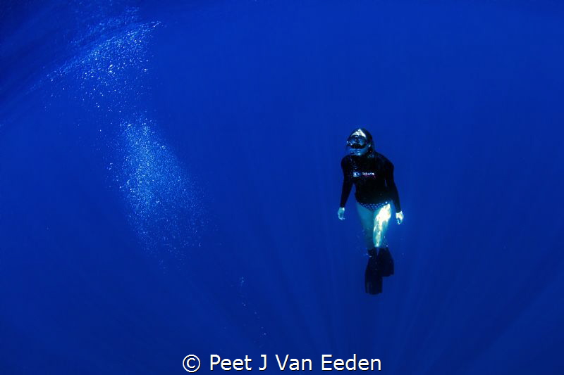 Free diver in the deep blue water  30 km off the Cape Pen... by Peet J Van Eeden 