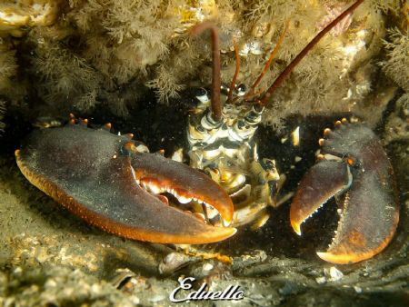 Awesome common lobster survived the nets by Eduard Bello 