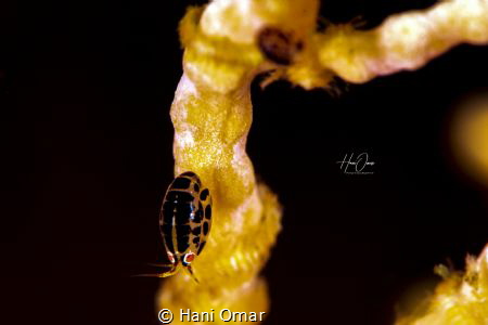 The Lady Bug. I was determined to capture the ladybug for... by Hani Omar 