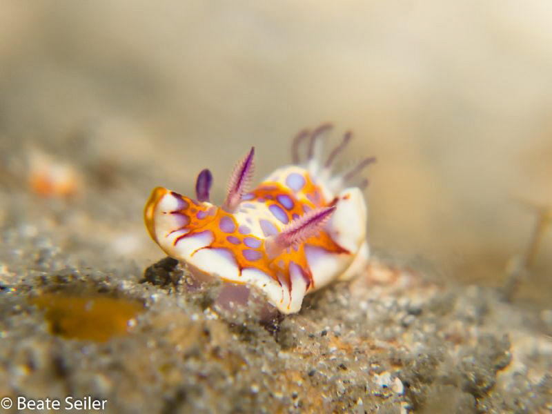 Nudi from "under the Bridge" by Beate Seiler 
