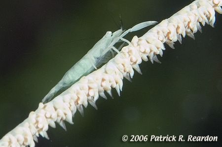 Arrow shrimp on a wire coral, 90ft. down the wall in Turk... by Patrick Reardon 