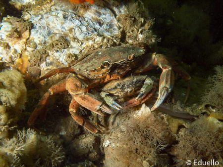 Common crab by Eduard Bello 