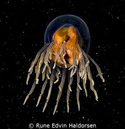 Alien - a Goninemus vertens from the North Sea. The jelly... by Rune Edvin Haldorsen 