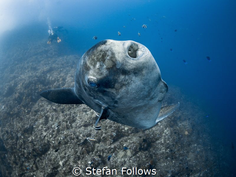 Here's looking at you, kid

Bump-Head Sunfish - Mola al... by Stefan Follows 