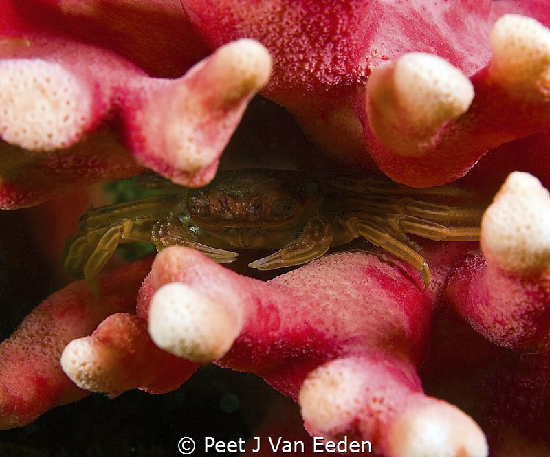 The hide away

Cape rock crab in coldvwater noble coral... by Peet J Van Eeden 