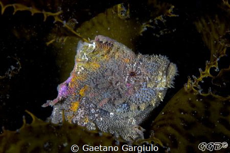painted velvet fish hidden among kelp by Gaetano Gargiulo 
