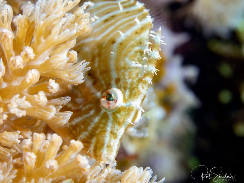 "Coy" - this little filefish was peeping out of his coral... by Patricia Sinclair 