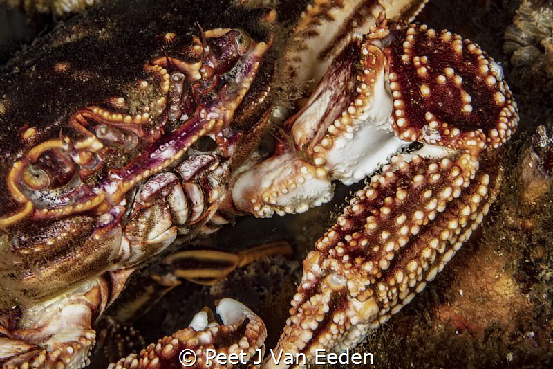 The cape Rock Crab is ever present at dive sites by Peet J Van Eeden 