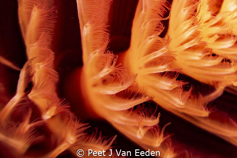 The orange-red spiral of a red tube worm by Peet J Van Eeden 