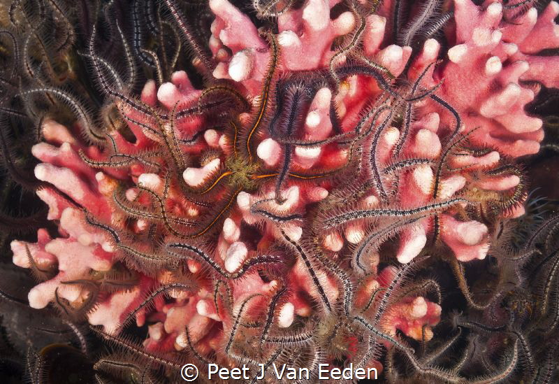 Brittle stars interwoven with cold water coral, forming a... by Peet J Van Eeden 