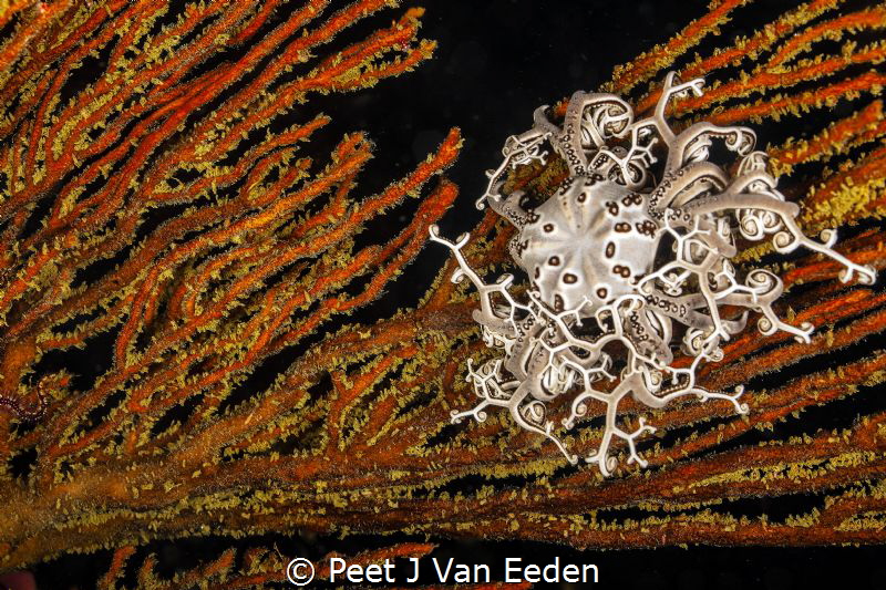 Basket star on a sea fan. I love the contrast colors by Peet J Van Eeden 