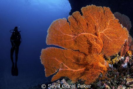 Maalhos Thila site full of soft corals at 20_24 meters by Sevil Gurel Peker 