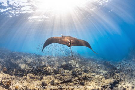 Giant Pacific Manta Ray gliding into the distance by Nick Polanszky 