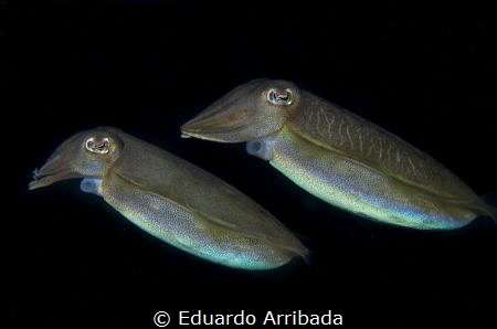 Underwater Spaceships by Eduardo Arribada 