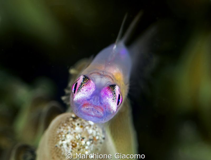 Goby Pink Eyes.
Lembeh strait 
Nikon D850 E , 105 macro... by Marchione Giacomo 