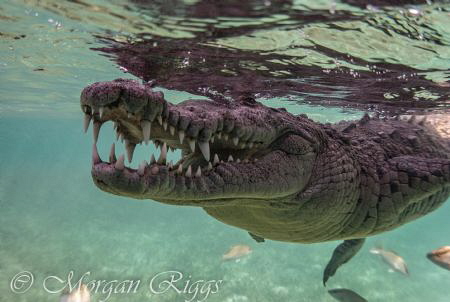 Ever hear the joke about the crocodile going to the dentist? by Morgan Riggs 