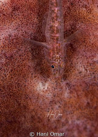 Always impressed with the way marine creatures can camouf... by Hani Omar 