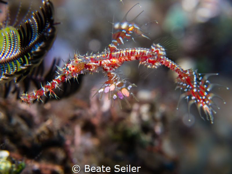 Juvenile Ghost Pipe fish by Beate Seiler 