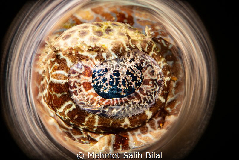 Crocodile fish eye. by Mehmet Salih Bilal 