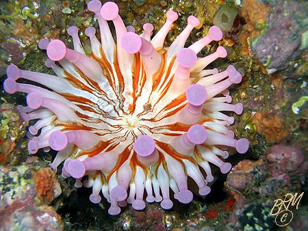 This Club-Tipped Anemone has an abstract quality. They co... by Brian Mayes 