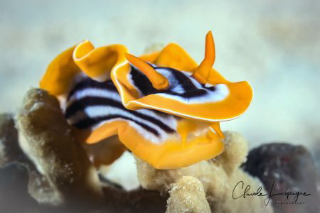 Nudibranchia of Red Sea ! by Claude Lespagne 