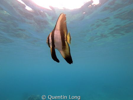 Batfish seen at Barrier Beach, Espiritu Santo, Vanuatu. T... by Quentin Long 