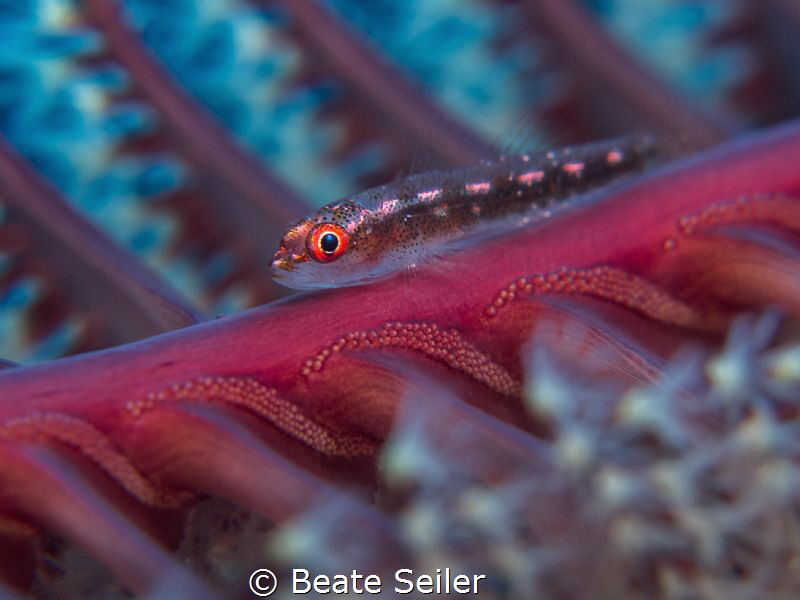 small gobi on a seafeather by Beate Seiler 