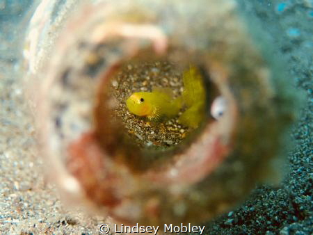 Yellow Goby in a Bottle by Lindsey Mobley 