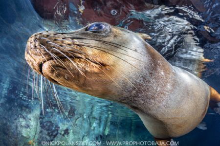 California Sea Lion coming in to wipe his nose on the camera by Nick Polanszky 