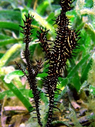 a pair of ornate ghost pipefish; taken in shallow water, ... by Edmond Gozo 