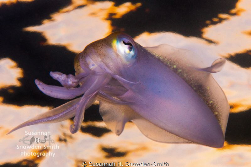 "Sunset Squid" - A squid checks out the camera as sunset ... by Susannah H. Snowden-Smith 
