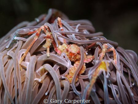 Leach's spider crab (inachus phalangium) - Picture taken ... by Gary Carpenter 