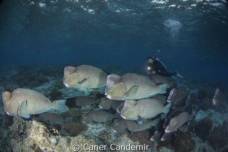 Bumphead Parrotfish Sipadan Island by Caner Candemir 
