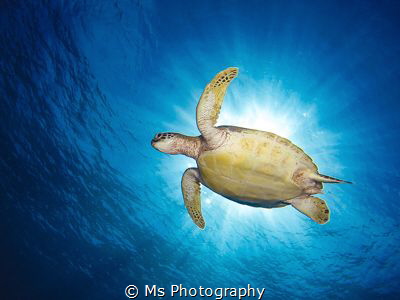After a few weeks in an area with a lot of sea turtles I ... by Ms Photography 