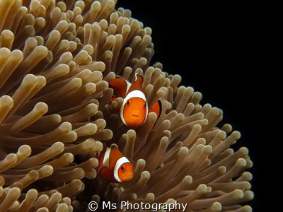 Everyone loves clownfish <3 I was able to spent nearly 10... by Ms Photography 