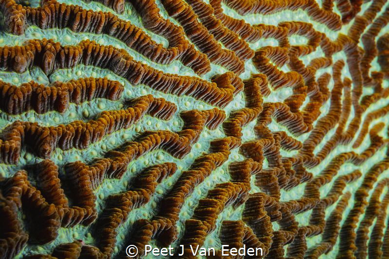 The building blocks of a coral reef by Peet J Van Eeden 