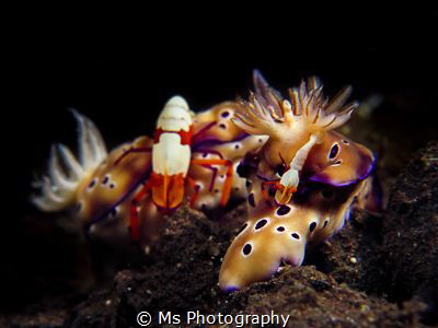 How different species under water cooperate always leaves... by Ms Photography 