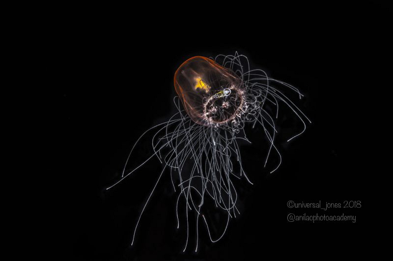 Turritopsis dohrnii. - Immortal Jellyfish
Blackwater dive by Wayne Jones 