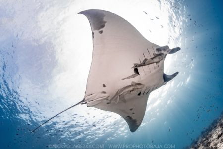 One of the many giant pacific Manta Rays gliding around L... by Nick Polanszky 