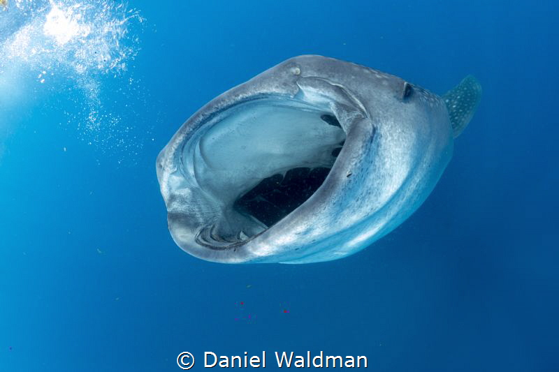 Whale Shark , Mouth Open by Daniel Waldman 